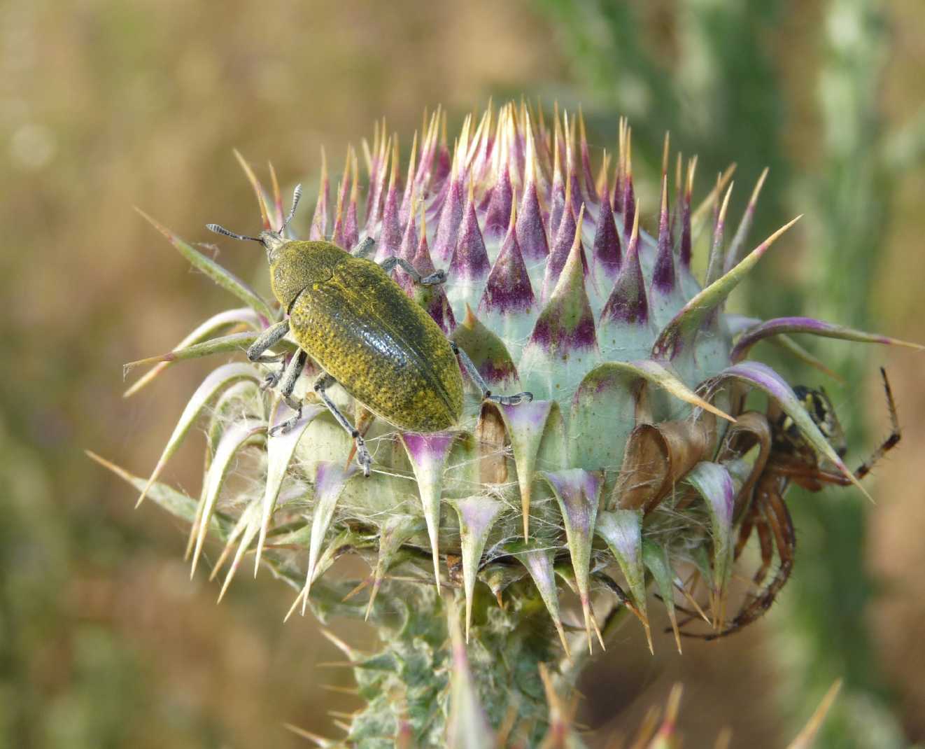 Grosso Curculionidae del cardo